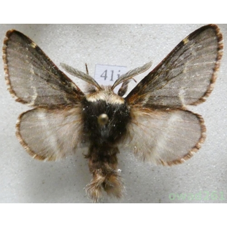Poecilocampa populi (Linnaeus, 1758) male Barczatka osinówka Czech41i